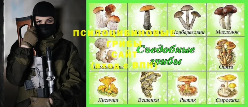 где купить наркоту  Чистополь  Псилоцибиновые грибы Cubensis 