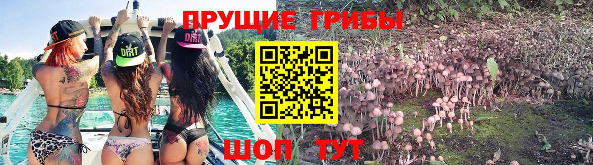 Галлюциногенные грибы Psilocybe  Вход с VPN  Чистополь  Галлюциногенные грибы Cubensis 